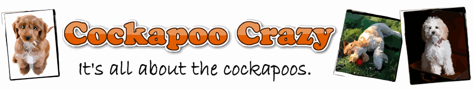 Cockapoo Crazy