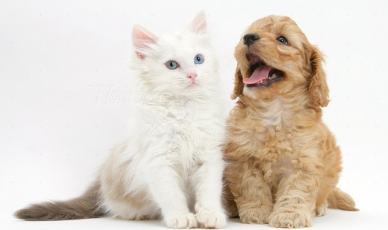 cockapoo temperament with cats